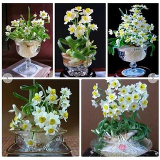 Củ hoa thủy tiên cho hoa Tết Nguyên Đán 2021 - Trang Flowers