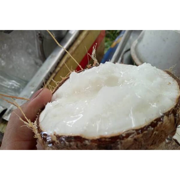 Dừa Sáp Trà Vinh 1kg - 1.2kg  Dầm Sữa Béo Béo Thơm Ngon Hết Hồn, Đóng Gói Sang Trọng