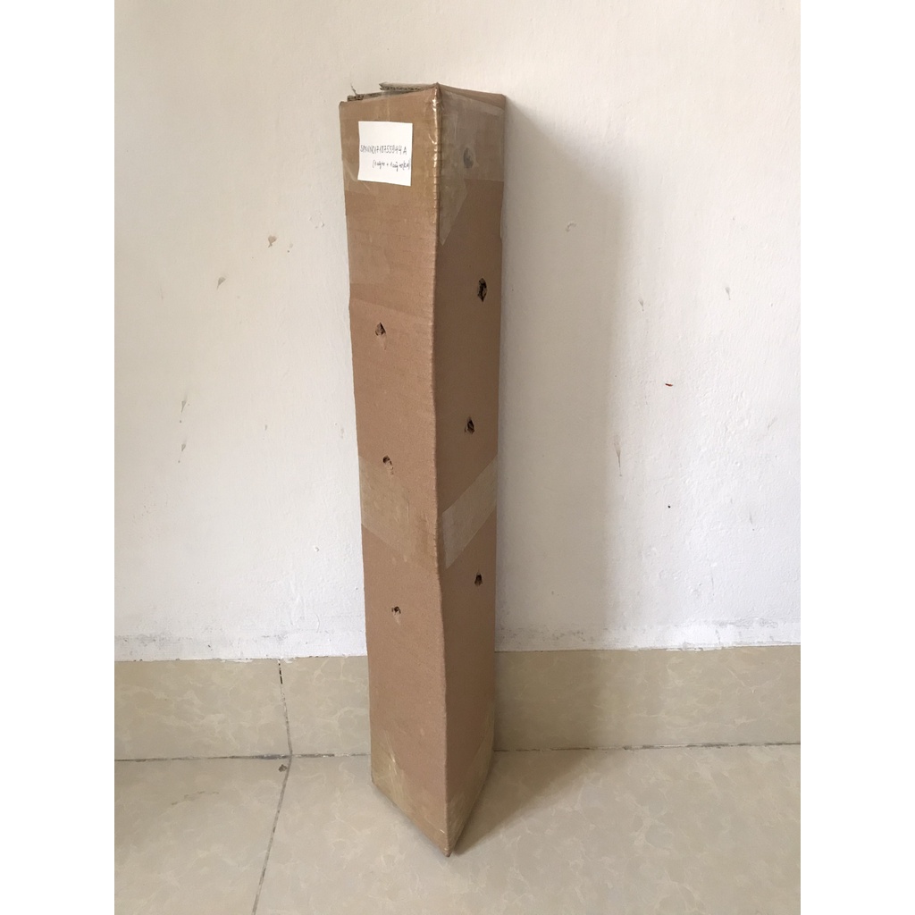 Cây giao, cây xương cá - Combo 2 & 3 cây
