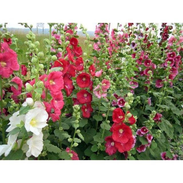 Hạt giống hoa Mãn Đỉnh Hồng đơn mix nhiều màu