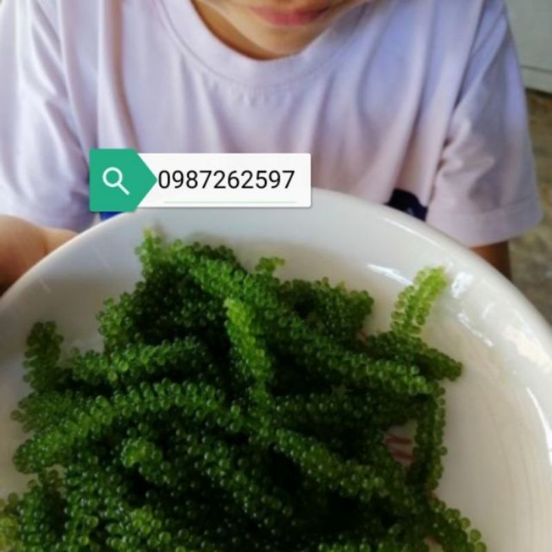 (Rẻ vô địch)2kg rong nho tách nước Nha Trang_Khánh Hòachất lượng, giá cạnh tranh freeship❤