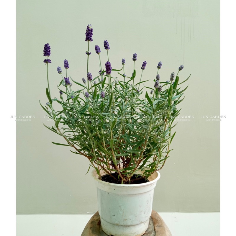 Chậu Hoa Oải Hương Lavender JUN GARDEN chịu nhiệt