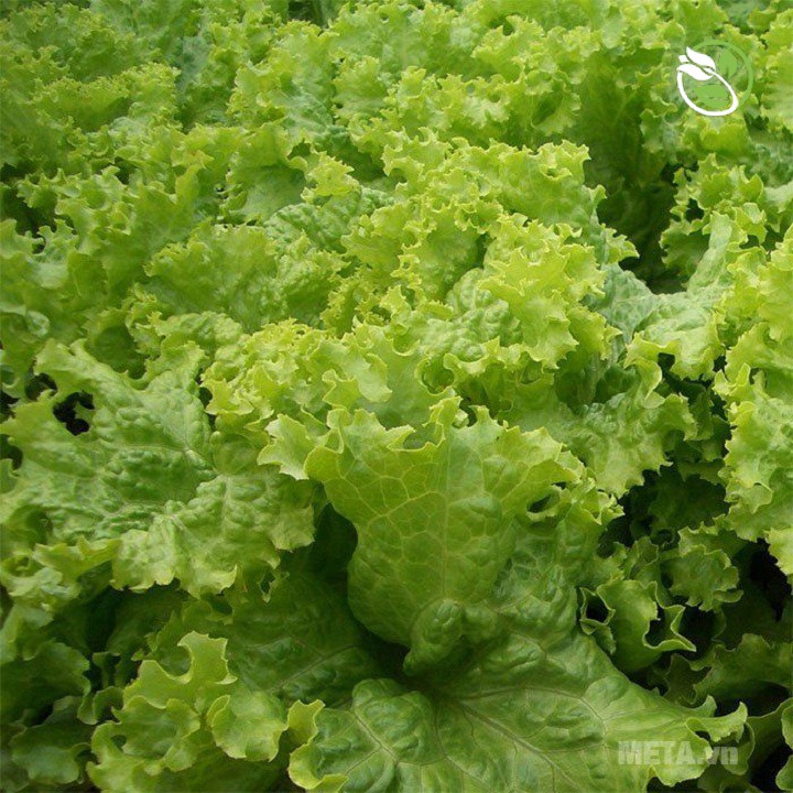 Hạt Giống Xà Lách Xoăn Sư Tử Hạt Đen No.8 Phú Nông - Gói 5g - Grand Rapids Lettuce