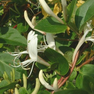 Hạt giống kim ngân hoa