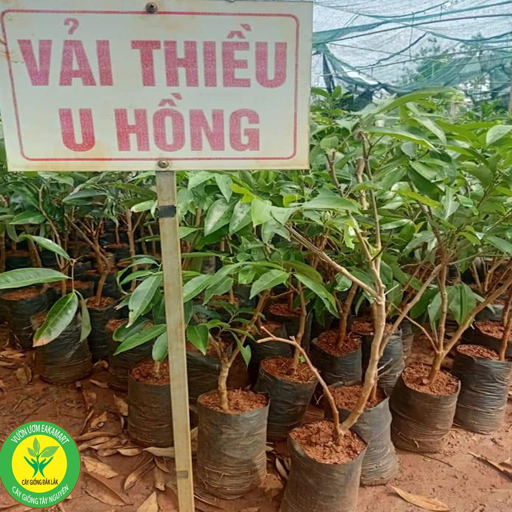 Cây giống vải thiều