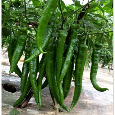 Hạt Giống Ớt Xanh Hàn Quốc  -  - Ngọt, Cay Nhẹ,Thơm Ngon, Năng Suất