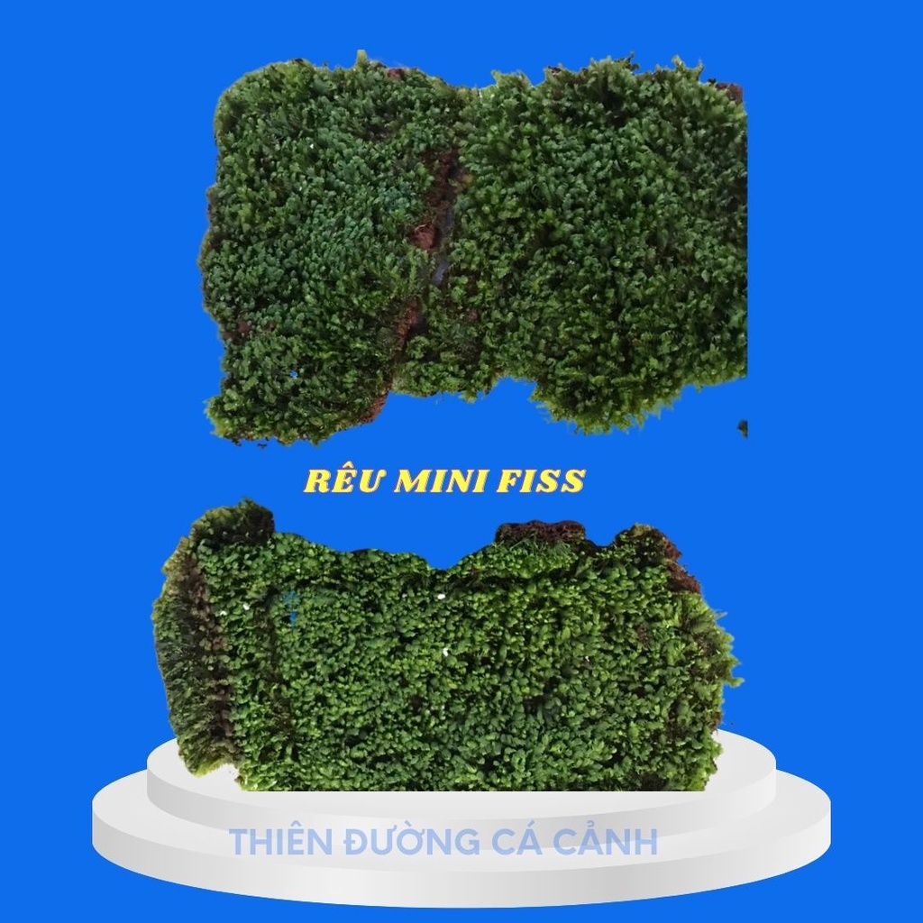 Rêu minifiss lá nước -rêu trải nền mini fiss hộp 5 lớp mini fiss trải nền thủy sinh xanh mướt