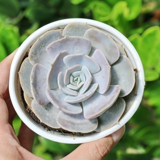 Sen đá đất hồng 9-11cm - Vườn sen đá