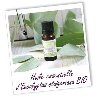 TINH DẦU LÁ KHUYNH DIỆP- HUILE ESSENTIELLE D'EUCALYPTUS STAIGERIANA BIO