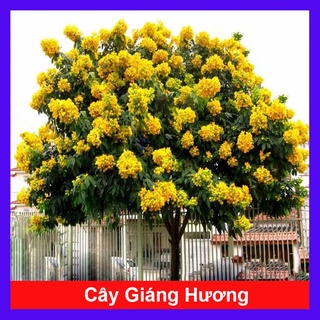 Cây Giáng Hương - caykiengsadec