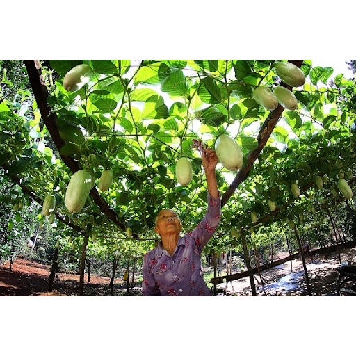 40H - #Hạt_Giống_Dưa_Gang_Tây/Dưa Tây (tặng kèm phân bón kích mầm)