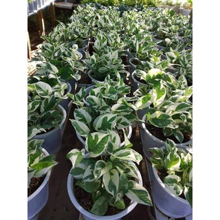 Trầu Bà Ngọc Bích (Bích Thủy, Epipremnum Aureum)
