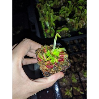 cây cảnh bẫy kẹp bigmouth ,