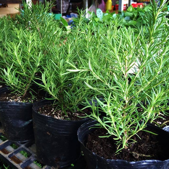 Chậu cây hương thảo - Rosemary - Rosmarinus officinalis L. - Trang Flower