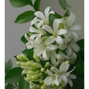 CÂY GIỐNG NGUYỆT QUẾ