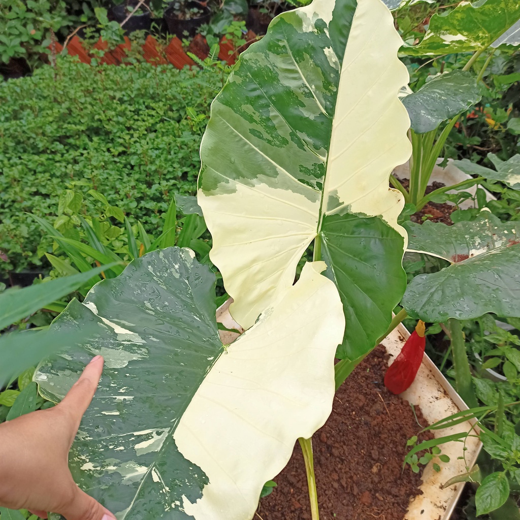 Chậu cây ráy voi var, alocasia macrohizzard varigated trưởng cao 1.3m - ship toàn quốc