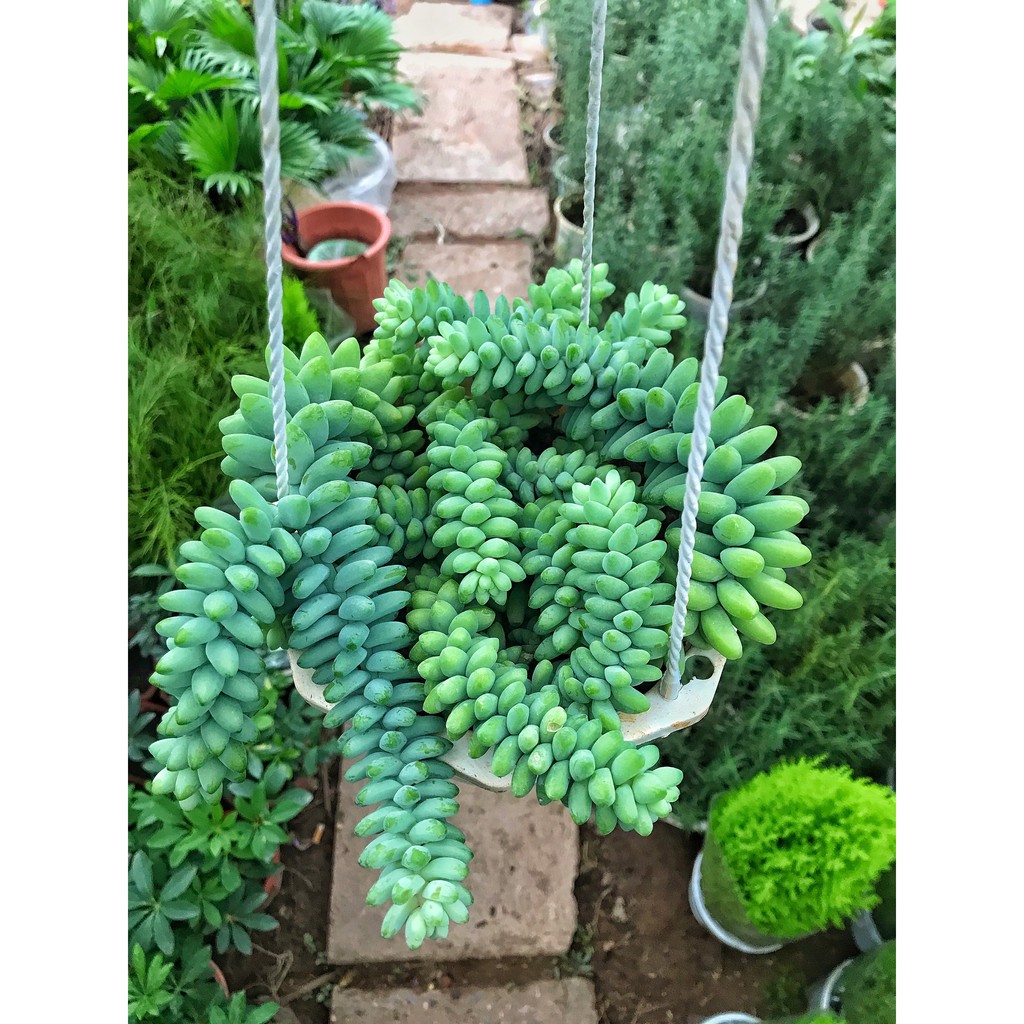SEN ĐÁ CHUỖI NGỌC BI CÂY TREO RỦ LÀM ĐẸP KHÔNG GIAN PHÒNG, CÂY SIZE LỚN LỌC KHÔNG KHÍ TRONG NHÀ
