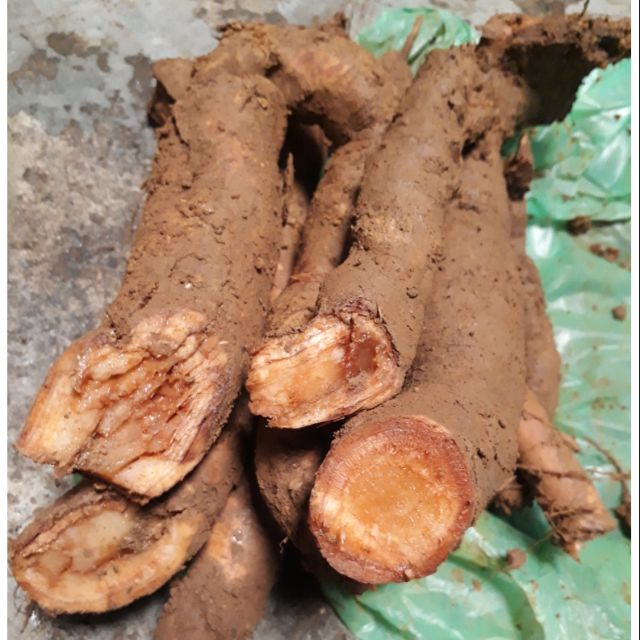 củ gai tươi 2.5kg