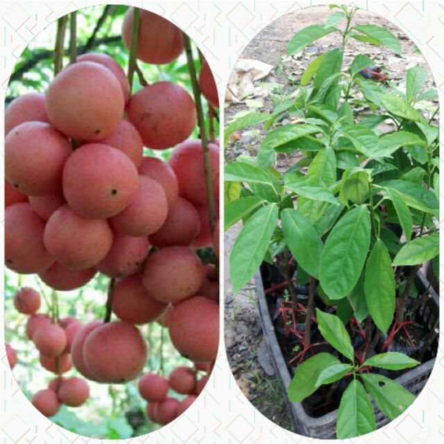 Cây giống dâu da đất