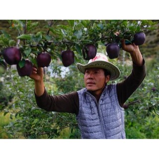 Cây Táo Đen Kim Cương