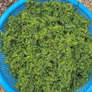 Trà Hoa Sâm Hàn Quốc gói 100g, 500g