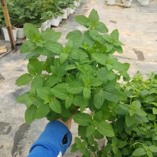 BẠC HÀ PHÁP (ÂU) - SỬ DỤNG TINH CHIẾT TINH DẦU BẠC HÀ