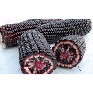 Hạt giống Bắp tím Thái Lan