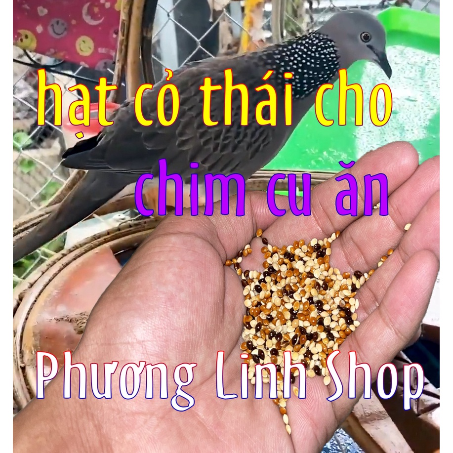 Hạt cỏ thái cho cu gáy ăn để kích thích giọng gáy  giúp cu gáy khỏe và giọng sung hơn , sinh sản tốt hơn.