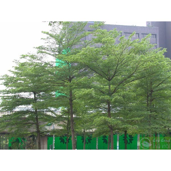 CÂY BÀNG ĐÀI LOAN CAO TỪ 25-40 CM