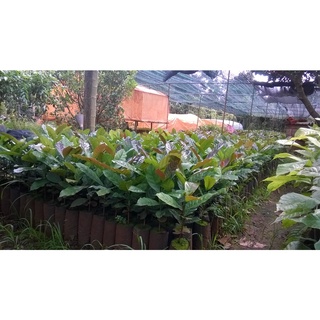 Cây Cà Phê giống Arabica.(GIỐNG CHUẨN)