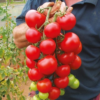 Hạt giống cà chua cherry đỏ 20 hạt