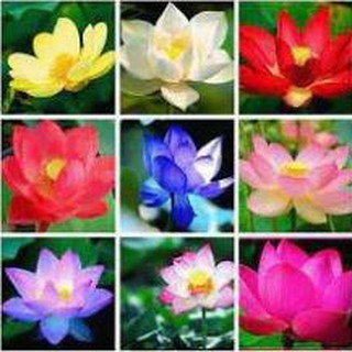 Hạt Giống Hoa Sen Mini Nhật Mix Màu (Gói 5 hạt)