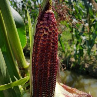 10 hạt giống bắp Nữ Hoàng đỏ