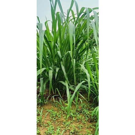 CỎ SẢ LÁ LỚN MOMBASA GHINE CỎ CHĂN NUÔI gói 5g