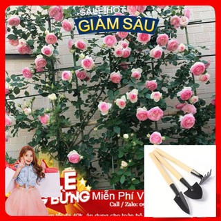 Hạt Giống Hoa Hồng Leo Pháp- 20 Hạt / Gói ( Hàng Loại 1 ) - Tặng Kèm Bộ Dụng Cụ Trồng Cây Mini