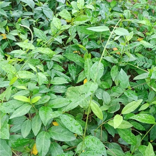 💙Set 4 cây giống dây thìa canh lá nhỏ - Mua 4 tặng 1 số lượng có hạn