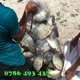 100m Lưới bắt cá 3 màn, lưới bắt cá rô phi, cá rô đồng, cá sông