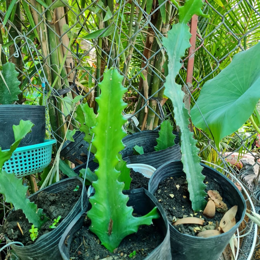 Xương rồng gai cho bà đẻ, trẻ sơ sinh treo cửa, mang đi đường để trẻ sơ sinh không quấy khóc