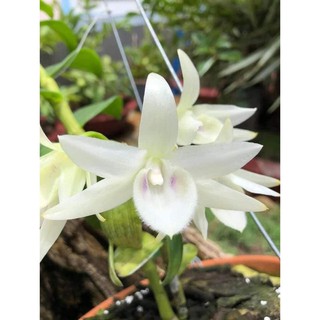 kie phi điệp rừng 5 cánh trắng phú thọ mắt mờ