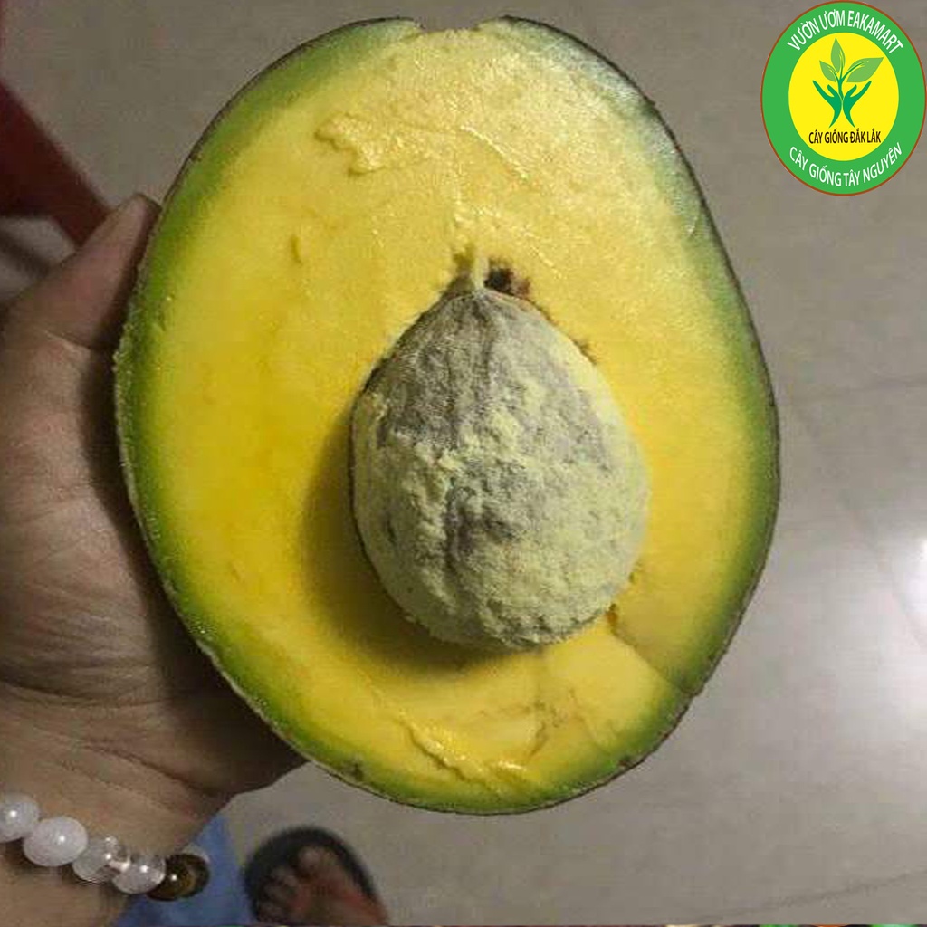 CÂY GIỐNG BƠ CUBA TRÁI TO Đầu Dòng