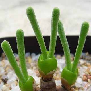 HẠT GIỐNG CÂY TAI THỎ