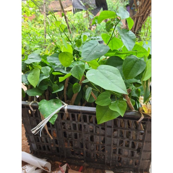 Cây giống rau bò khai