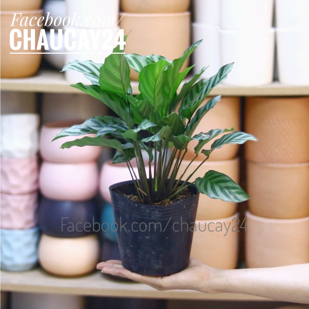 Cây Đuôi Công Xanh dùng để trang trí ban công, cây cảnh trong nhà, cây kiểng mini