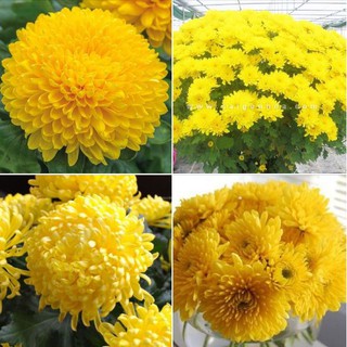 Hạt giống hoa cúc đại đóa vàng gói 50 hạt  (TẶNG gói kích thích hạt nảy mầm)