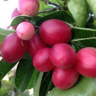 Chậu cây siro.