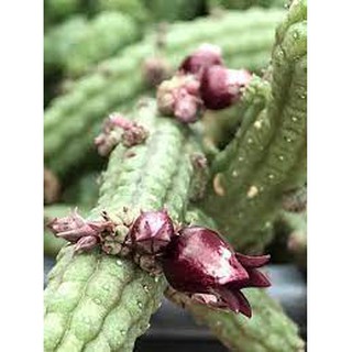 Xương rồng sao biển hoa trái lựu