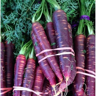 Hạt giống củ cà rốt tím F1 - 1 gói 0.2gram