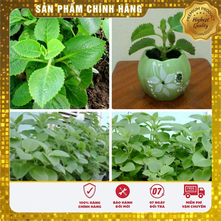 COMBO 10 GÓI HẠT GIỐNG HÚNG CHANH