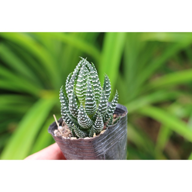 Móng rồng cụp 3-5cm - Vườn sen đá