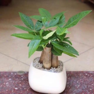 Chậu cây kim ngân gốc mini để bàn